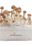 Magic-Mushroom-Grow-Kit-Amazon-XP-by-FreshMushrooms® (6)
